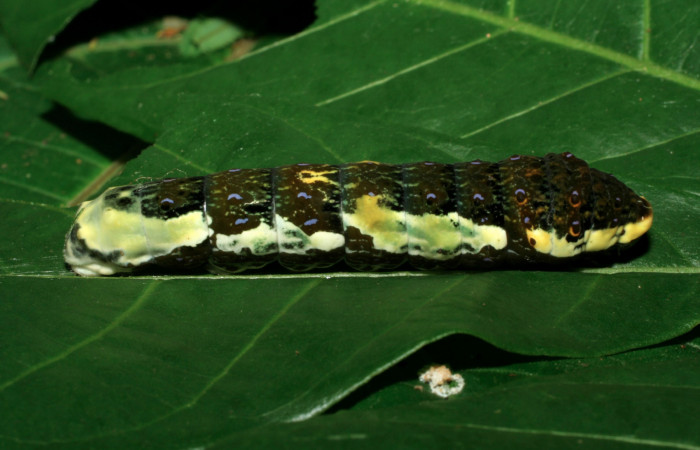 Figura 9. Larva <i>Heraclides pallas</i> (Papilionidae), último estadio posición lateral, mide 55 mm aproximadamente. Planta hospedera <i>Angostura granulosa)</i> (Rutaceae). Voucher: 06-SRNP-32089-DHJ413198.jpg.