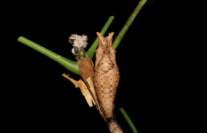 Figura 14. Pupa <i>Heraclides pallas</i> (Papilionidae), posición dorsal, mide 38 mm aproximadamente. Planta hospedera <i>Angostura granulosa)</i> (Rutaceae). Voucher: 06-SRNP-56575-DHJ415130.jpg.