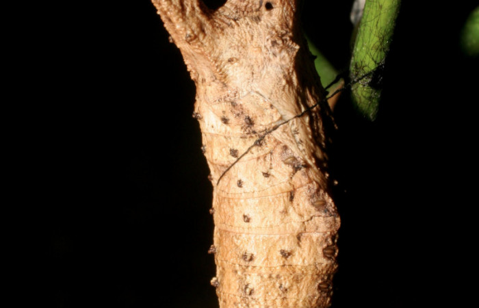 Figura 16. Pupa <i>Heraclides pallas</i> (Papilionidae), posición dorsal, mide 38 mm aproximadamente. Planta hospedera <i>Angostura granulosa)</i> (Rutaceae). Voucher: 06-SRNP-56575-DHJ415134.jpg.
