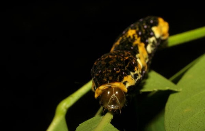 Figura 1. Larva <i>Heraclides pallas</i> (Papilionidae), último estadio posición frontal, mide 43 mm aproximadamente. Planta hospedera <i>Pilocarpus racemosus)</i> (Rutaceae). Voucher: 06-SRNP-56737-DHJ415145.jpg.