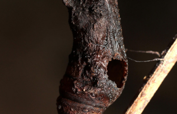 Figura 23. Pupa de <i>Heraclides autocles</i> (Papilionidae) con hueco por donde salió un parásito de (Tachinidae), posición normal. Voucher: 10-SRNP-4740-DHJ498045.jpg.