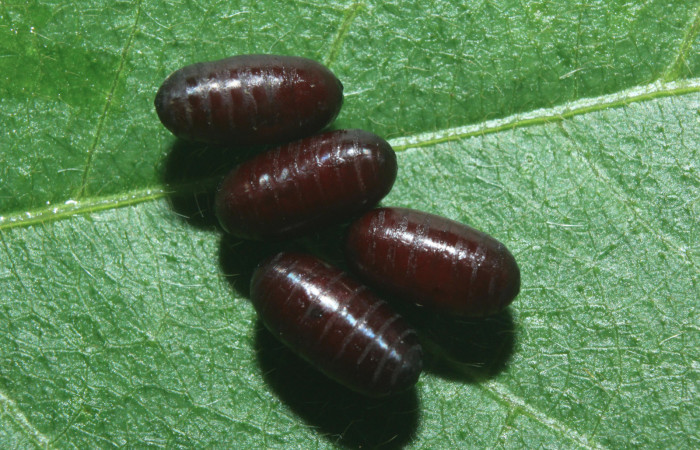 Figura 22. Puparios de parásitos (Tachinidae), mide 6 milímetros, posición normal, que salieron de <i>Heraclides autocles</i> (Papilionidae). Voucher: 16-SRNP-71321-DHJ733253.jpg.