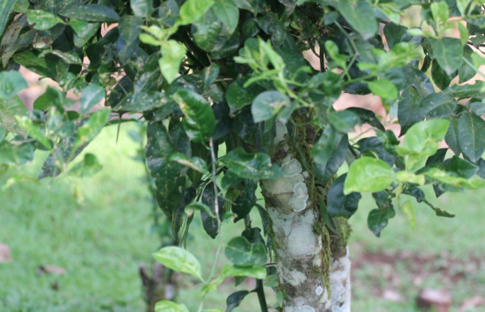 Figura 29.Plantas hospederas <i>Citrus limetta</i> (introducido), (Rutaceae). Donde se está alimentando la larva de <i>Heraclides pallas</i> (Papilionidae), parte enfocada tronco.