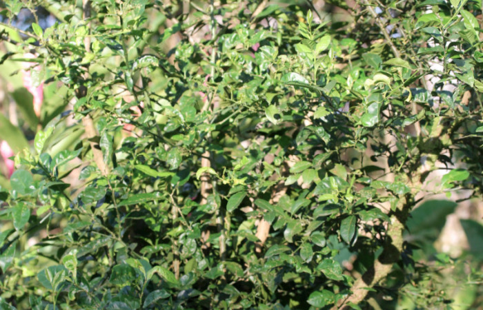 Figura 30.Plantas hospederas <i>Citrus limetta</i> (introducido), (Rutaceae). Donde se  está alimentando la larva de <i>Heraclides pallas</i> (Papilionidae), parte enfocada arbusto.