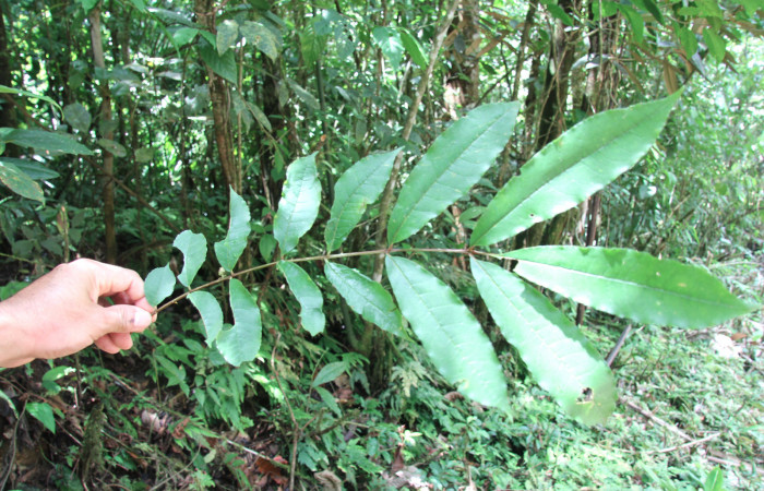 Figura 24. Plantas hospederas <i>Zanthoxylum melanostictum</i> (Rutaceae). Donde se está alimentando larva de <i>Heraclides pallas</i> (Papilionidae), parte enfocada rama.