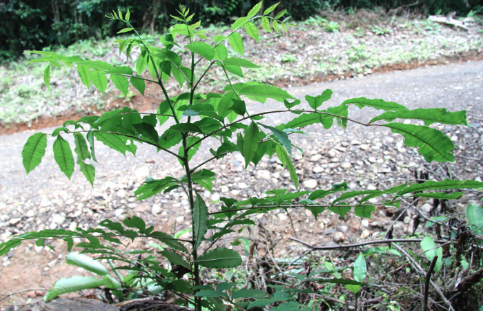 Figura 25.Plantas hospederas <i>Zanthoxylum melanostictum</i> (Rutaceae). Donde se  está alimentando la larva de <i>Heraclides pallas</i> (Papilionidae), parte enfocada arbusto.