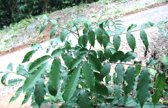 Figura 26.Plantas hospederas <i>Zanthoxylum melanostictum</i> (Rutaceae). Donde se  está alimentando la larva de <i>Heraclides pallas</i> (Papilionidae), parte enfocada arbusto.