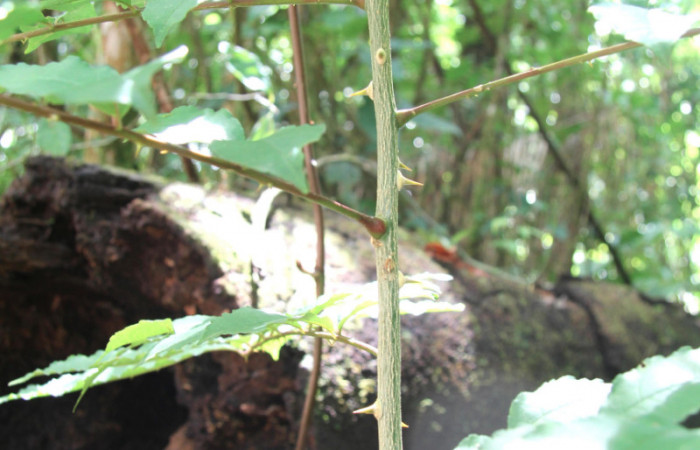Figura 27.Plantas hospederas <i>Zanthoxylum melanostictum</i> (Rutaceae). Donde se alimentando larva de <i>Heraclides pallas</i> (Papilionidae), parte enfocada arbusto.