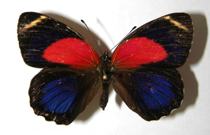 Fig. 1 Adulto dorsal <i>Callicore titania</i> (Nymphidae). Pasmompa, Sector Pitilla, 440m. 06-SRNP-31312-DHJ351252.
