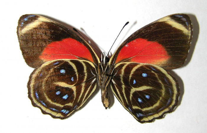 Fig. 2 Adulto ventral <i>Callicore titania</i> (Nymphalidae). Pasmompa, Sector Pitilla, 440m. 06-SRNP-31312-DHJ351253.
