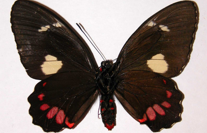 Figura 9. Adulto de <i>Parides childrenae</i> (Papilionidae), hembra vista ventral, localidad Sendero Abajo Sector Cacao ACG (1020m). Voucher: 00-SRNP-10864-DHJ34419.jpg.