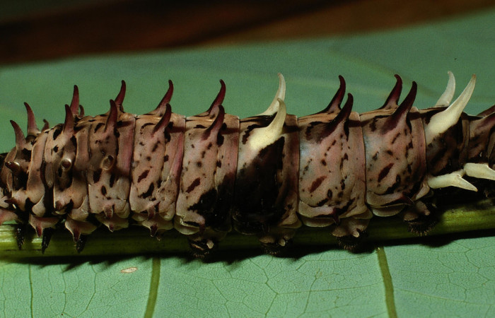 Figura 4. Larva <i>Parides childrenae</i> (Papilionidae), último estadío (U) vista lateral, localidad Camino Rio Francia Sector Rincón Rain Forest ACG (410m). Voucher: 03-SRNP-11135-DHJ75554.jpg.