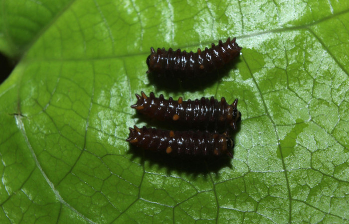 Figura 2. Larvas <i>Parides childrenae</i> (Papilionidae), segundo estadío (II) vista dorsal, localidad Medrano Estación Biológica Quica Sector Pitilla ACG (380m). Voucher: 14-SRNP-71872-DHJ726154.jpg.