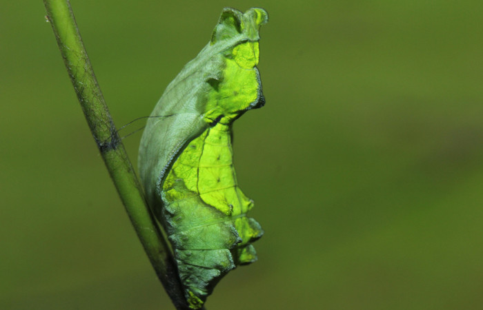 Figura 6. Pupa de <i>Parides childrenae</i> (Papilionidae), vista lateral, localidad Medrano Estación Biológica Quica Sector Pitilla ACG (380m). Voucher: 14-SRNP-71959-DHJ726347.jpg.