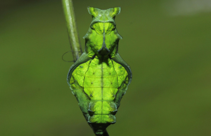 Figura 7. Pupa de <i>Parides childrenae</i> (Papilionidae), vista dorsal, localidad Medrano Estación Biológica Quica Sector Pitilla ACG (380m). Voucher: 14-SRNP-71959-DHJ726349.jpg.
