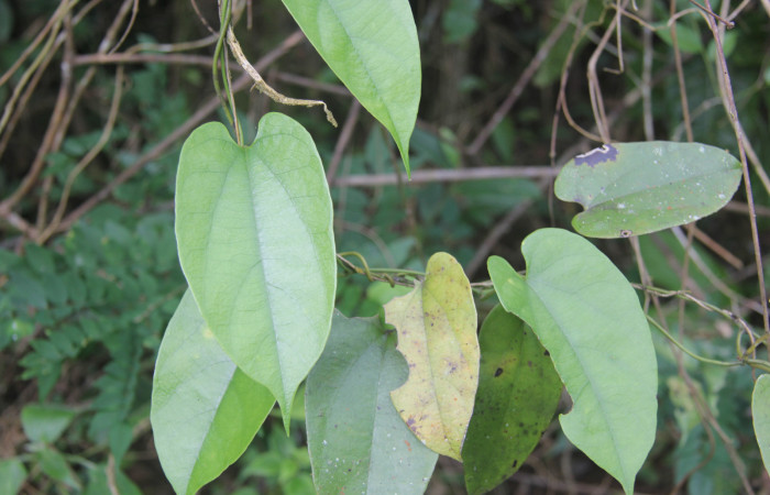 Figura 12. Planta hospedera de <i>Parides childrenae</i> (Papilionidae), esta planta se llama <i>Aristolochia tonduzii</i> (Aristolochiaceae), localidad Bullas Estación Biológica Quica Sector Pitilla ACG (440m).