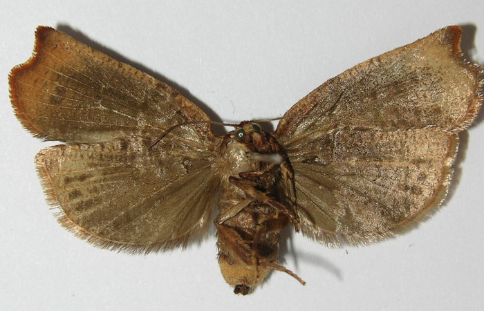 Figura 4. Adulto de <i>Anacrusis ellensatterleeae</i> (hembra), vista ventral. (01-SRNP-21522-DHJ558777).