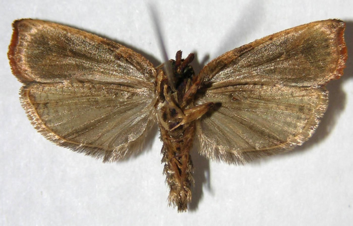 Figura 2. Adulto de <i>Anacrusis ellensatterleeae</i> (macho), vista ventral. (06-SRNP-36805-DHJ360369).