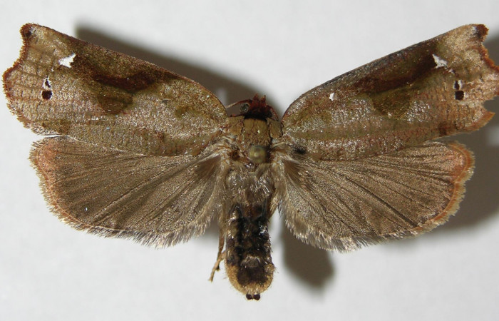 Figura 3. Adulto de <i>Anacrusis ellensatterleeae</i> (hembra), vista dorsal. (08-SRNP-36446-DHJ502868).