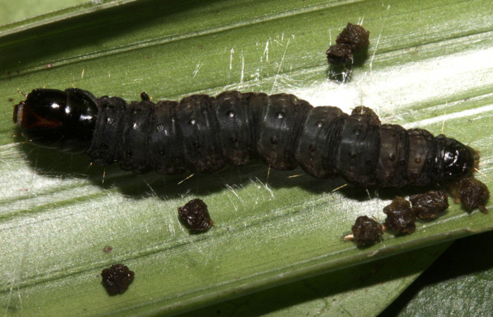Figura 9. Larva <i>Anacrusis ellensatterleeae</i>, Tortricidae, vista dorsal. (16-SRNP-30178-DHJ729281).