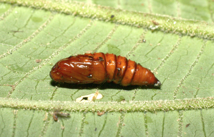 Figura 10. Pupa de <i>Anacrusis ellensatterleeae</i>, Tortricidae, vista dorsal,  (16-SRNP-35098-DHJ709592).