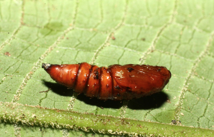 Figura 11. Pupa de <i>Anacrusis ellensatterleeae</i>, Tortricidae, vista lateral,  (16-SRNP-35098-DHJ709593).