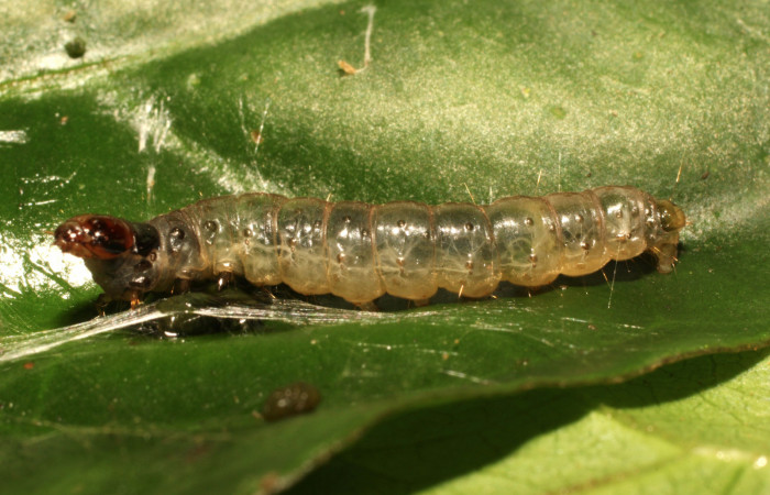Figura 6. Larva <i>Anacrusis ellensatterleeae</i>, Tortricidae, vista lateral. (19-SRNP-35607-DHJ770105).