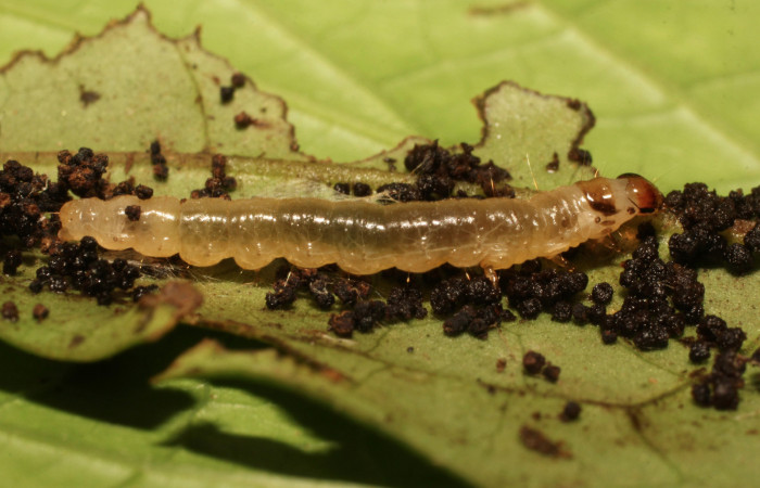 Figura 5. Larva <i>Anacrusis ellensatterleeae</i>, Tortricidae, vista dorsal. (19-SRNP-35608-DHJ770110).