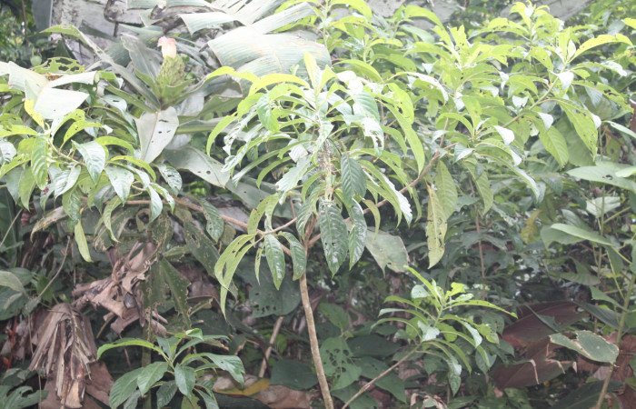 Figura 15. Planta hospedera de <i>Anacrusis ellensatterleeae</i> de la familia, Tortricidae <i>Saurauia montana</i> de la familia, (Actinidiaceae). Esta planta es una de las muchas que se alimenta esta especie de <i>Anacrusis ellensatterleeae</i>, pero su preferida es <i>Sphaeradenia occidentalis</i>, de la familia (Cyclanthaceae). Foto, Keiner Aragon Calero, 09/ 17 / 2020.