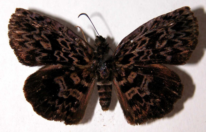 Fig. 9 Adulto <i>Cycloglypha thrasibulus</i>, (hembra) vista dorsal; miden 32 mm en alas abiertas. Voucher 01-SRNP-4284-DHJ90102.