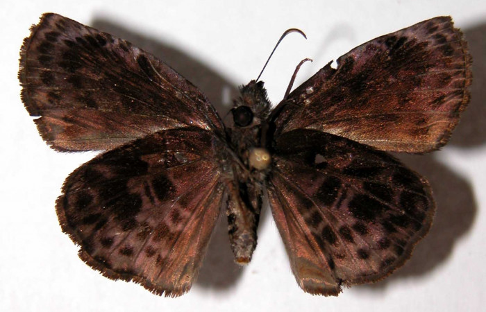 Fig.10 Adulto <i>Cycloglypha thrasibulus</i>. (hembra) vista ventral; miden 32 mm en alas abiertas. Voucher 01-SRNP-4284-DHJ90103.