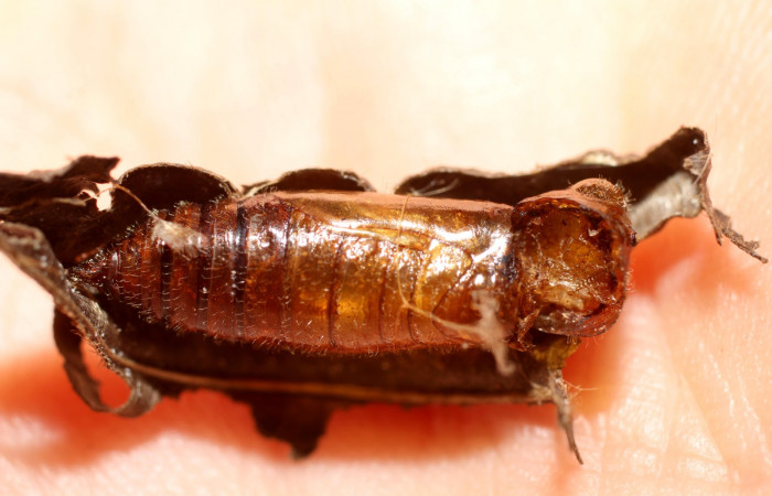 Fig. 13 Parásito de la familia Ichneumonidae, <i>Joppa</i> Wahl10, dentro de la pupa de la larva <i>Cycloglypha thrasibulus</i>.   Voucher 10-SRNP-4947-DHJ498048.jpg.