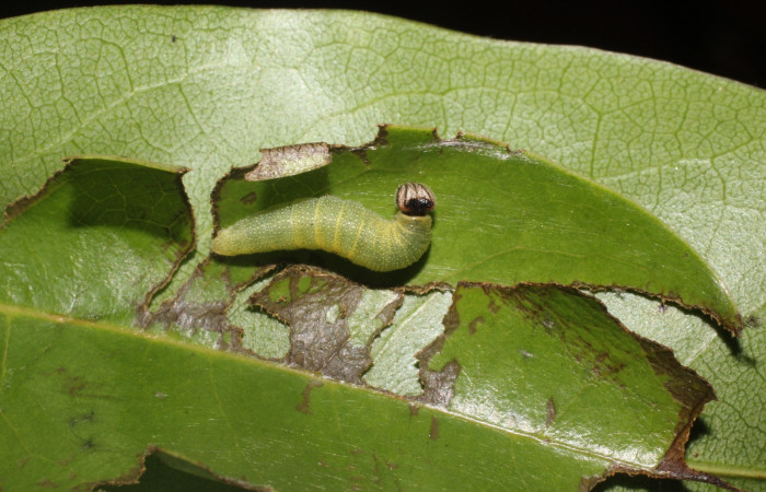 Fig. 6 Larva <i>Cycloglypha thrasibulus</i>, vista dorsal. Puente Palma.  Voucher 15-SRNP-2553-DHJ487800.jpg.