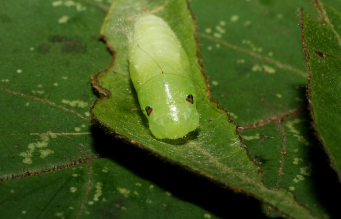 Fig. 7 Pupa <i>Cycloglypha thrasibulus</i>. vista desde el frente, Estacion Cacao.  Voucher 15-SRNP-35145-DHJ709193.jpg.
