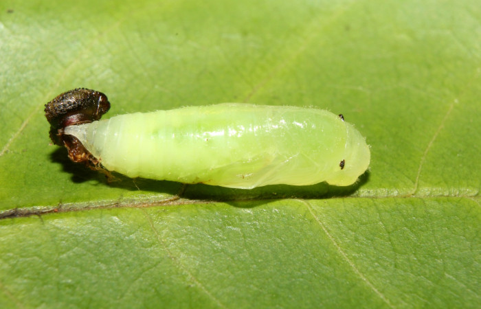 Fig. 8 Pupa <i>Cycloglypha thrasibulus</i>. Lateral entero, localización Bullas Sector Pitilla.  Voucher 17-SRNP-70514-DHJ737002.jpg.