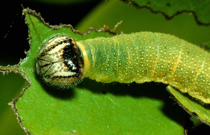 Fig. 5 Larva <i>Cycloglypha thrasibulus</i>, mostrando cabeza, Sendero Circular.  Voucher 97-SRNP-766-DHJ40426.jpg.