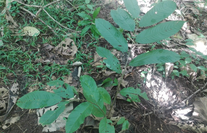 Fig. 2 Planta hospedera Annona rensoniana de larva. <i>Cycloglypha thrasibulus</i> (Hesperiidae)   creciendo en el sendero Finca Esmeralda   fecha 09/17/2020.