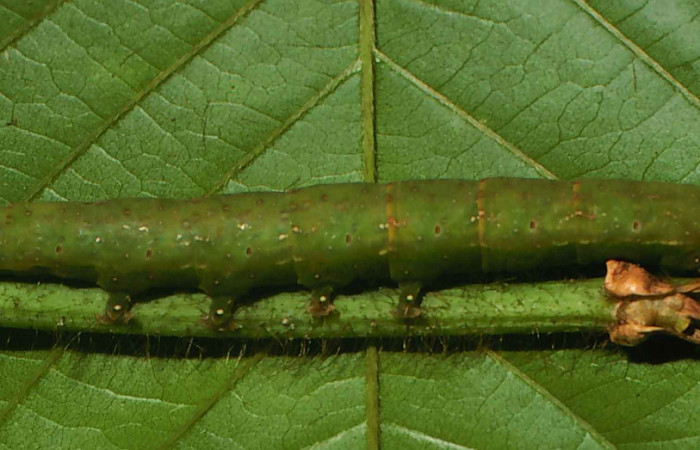 Figura 10. Larva <i>Gorgone integrans</i> (Erebidae). Vista lateral, último estadío, 54 mm de longitud. Foto: 05 julio 2000. Voucher: 00-SRNP-11785-DHJ54781.jpg.