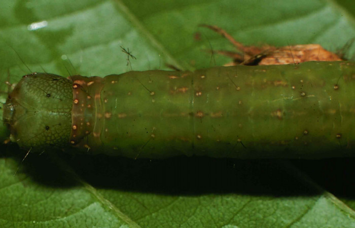 Figura 13. Larva <i>Gorgone integrans</i> (Erebidae). Vista dorsal de la cabeza, último estadío, 54 mm de longitud. Foto: 05 julio 2000. Voucher: 00-SRNP-11785-DHJ54792.jpg.