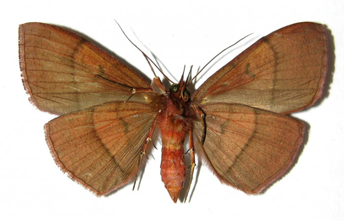 Figura 4. Adulto <i>Gorgone integrans</i> (Erebidae). Vista ventral, envergadura alar del hembra 58 mm de longitud. Voucher: 05-SRNP-33646-DHJ329001.jpg. Bin: BOLD:AAB9198.