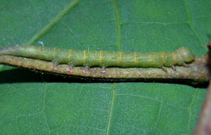 Figura 8. Larva <i>Gorgone integrans</i> (Erebidae). Vista lateral, penúltimo estadío, 30 mm de longitud. Foto: 07 setiembre 2015. Voucher: 05-SRNP-33646-DHJ423327.jpg.