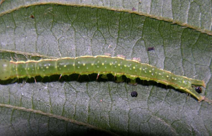 Figura 7. Larva <i>Gorgone integrans</i> (Erebidae). Vista dorsal, tercer estadío, 25 mm de longitud. Foto: 07 setiembre 2015. Voucher: 05-SRNP-33647-DHJ424093.jpg.