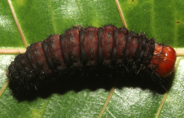  Prepupa en posición dorsal de <i>Ammalo helops</i> (Erebidae). Sector Pitilla, Estación Quica. Voucher 17-SRNP-73337-DHJ741525.jpg.