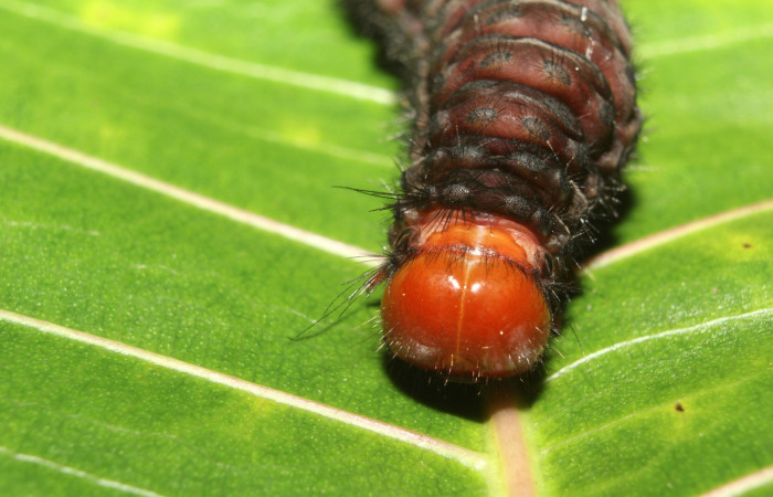  Cabeza en posición frontal de <i>Ammalo helops</i> (Erebidae). Sector Pitilla, Estación Quica. Voucher 17-SRNP-73337-DHJ741521.jpg.