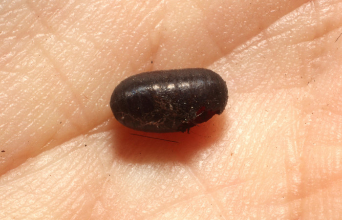  Parásito <i>Leschenaultia</i> Wood05 de <i>Ammalo helops</i> (Erebidae). Sector 	Santa Rosa, Bosque San Emilio. Voucher 12-SRNP-12669-DHJ804467.jpg.