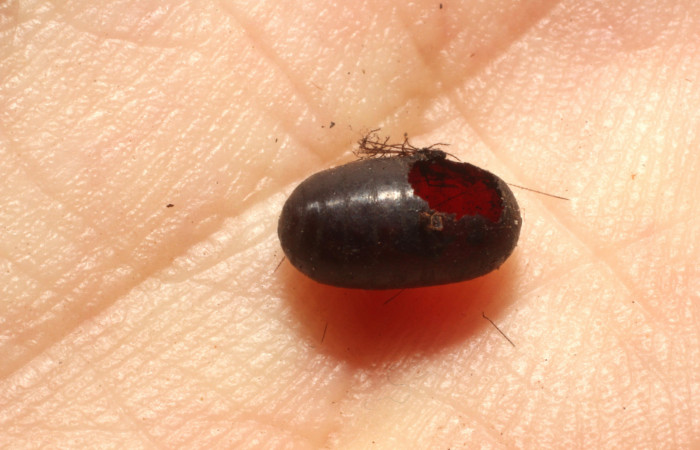  Parásito <i>Leschenaultia</i> Wood05 de <i>Ammalo helops</i> (Erebidae). Sector 	Santa Rosa, Bosque San Emilio. Voucher 12-SRNP-12669-DHJ804468.jpg.