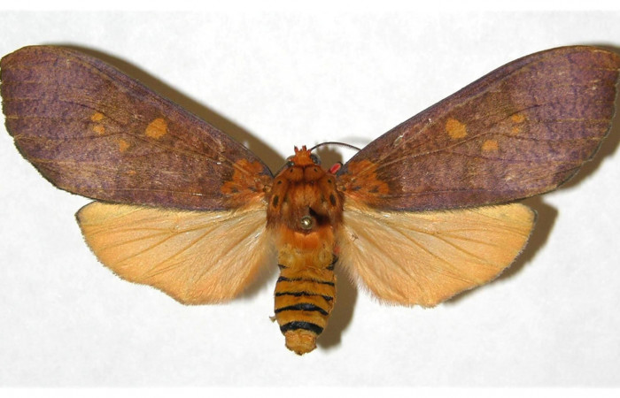  Adulto hembra en posición dorsal de <i>Ammalo helops</i> (Erebidae). Sector Santa Rosa, Area administrativa. Voucher 05-SRNP-18858-DHJ316938.
