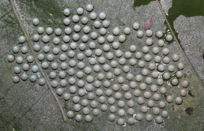  Huevos de larva de <i>Ammalo helops</i> (Erebidae), Sector Pitilla, Estación Quica. Voucher 17-SRNP-72874-DHJ741121.jpg.