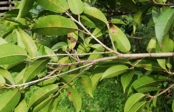  Envés de hojas <i>Ficus pertusa</i> (Moraceae), planta hospedera de <i>Ammalo helops</i>(Erebidae). Sector San Cristóbal, Estación Biológica San Gerardo. Foto, Elda Araya, 16 de Septiembre 2020.
