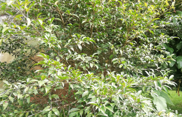 Figura 24. <i>Ficus pertusa</i> (Moraceae), planta hospedera de <i>Ammalo helops</i>(Erebidae). Sector San Cristóbal, Estación Biológica San Gerardo. Foto, Elda Araya, 16 de Septiembre 2020.
